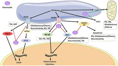Neuroprotective effects of flavonoids: endoplasmic reticulum as the target